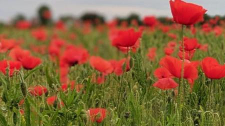 Combat Flip Flops Memorial Day 2021