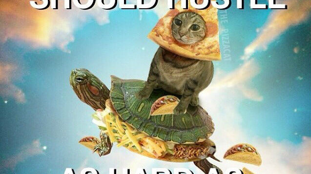 Combat Flip Flops Cat Riding a Turtle Click bait hustle