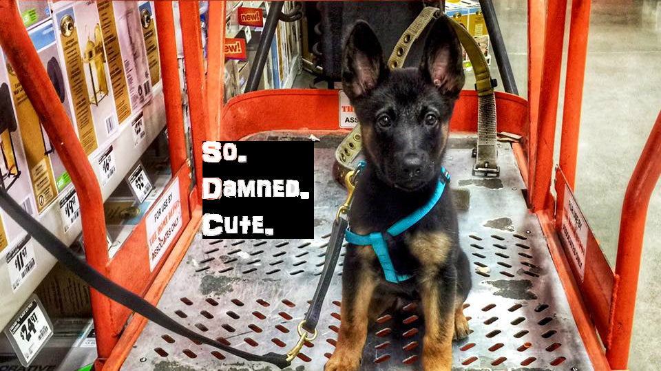 7 Adorable Military Dogs That'll Help You Push to the Weekend #MidweekMorale