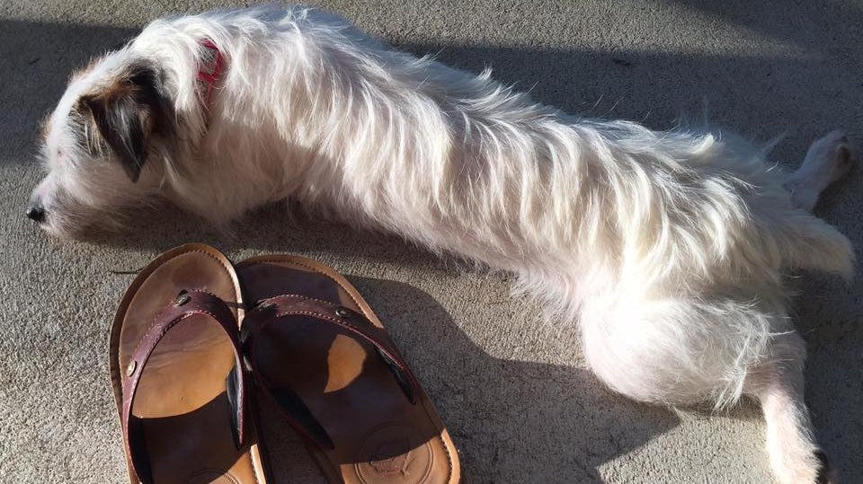 Combat Flip Flops Podcast Tuesday 8-15-17 Featured Image