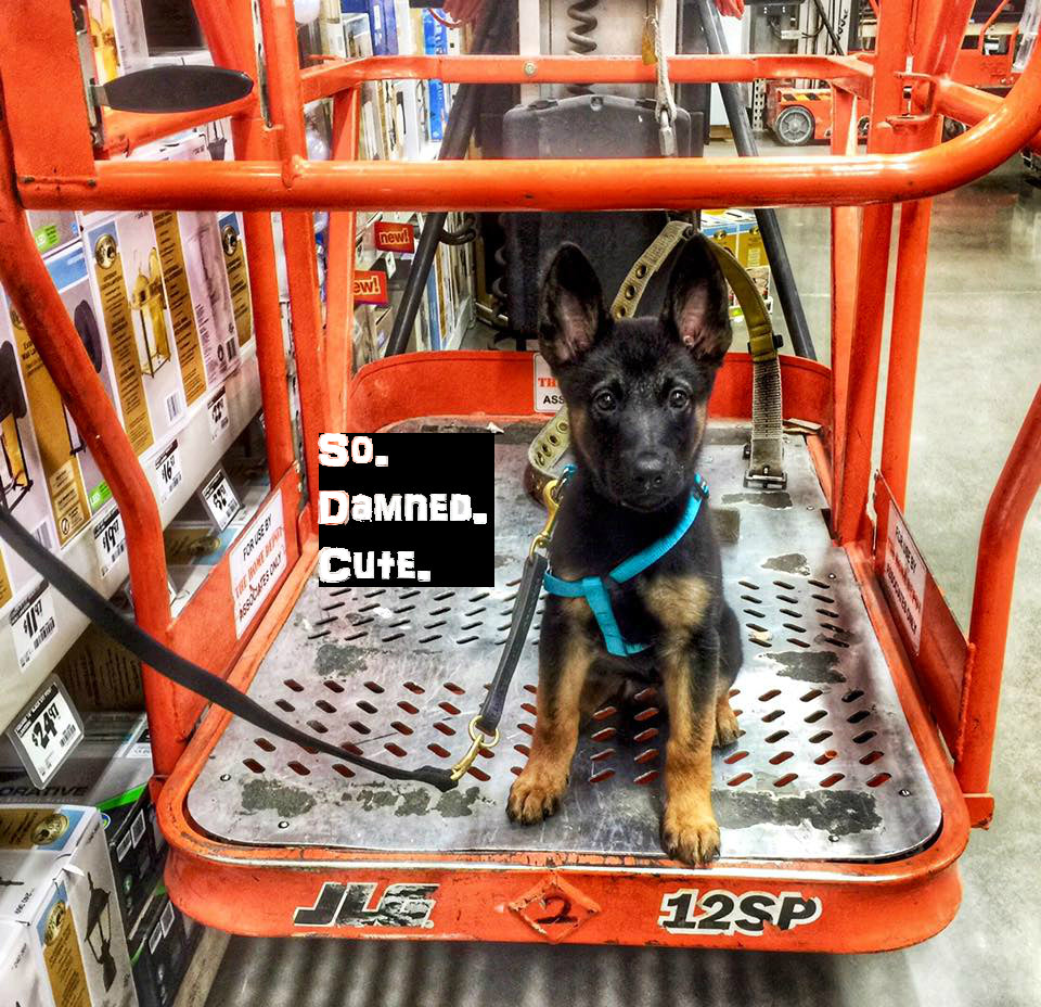 7 Adorable Military Dogs That ll Help You Push to the Weekend Midweek Combat Flip Flops