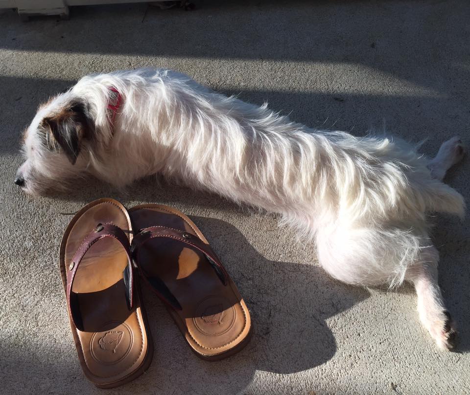 Combat Flip Flops Podcast Tuesday 8-15-17 Featured Image